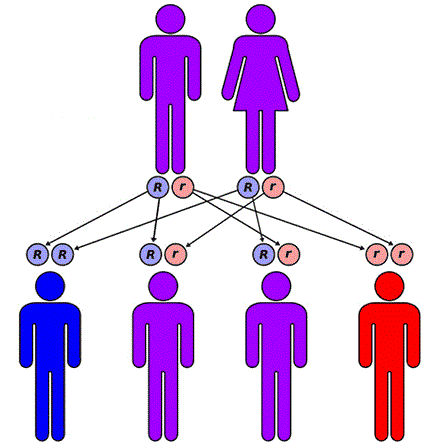 the genetic defect albinism essay the genetic defect albinism essay